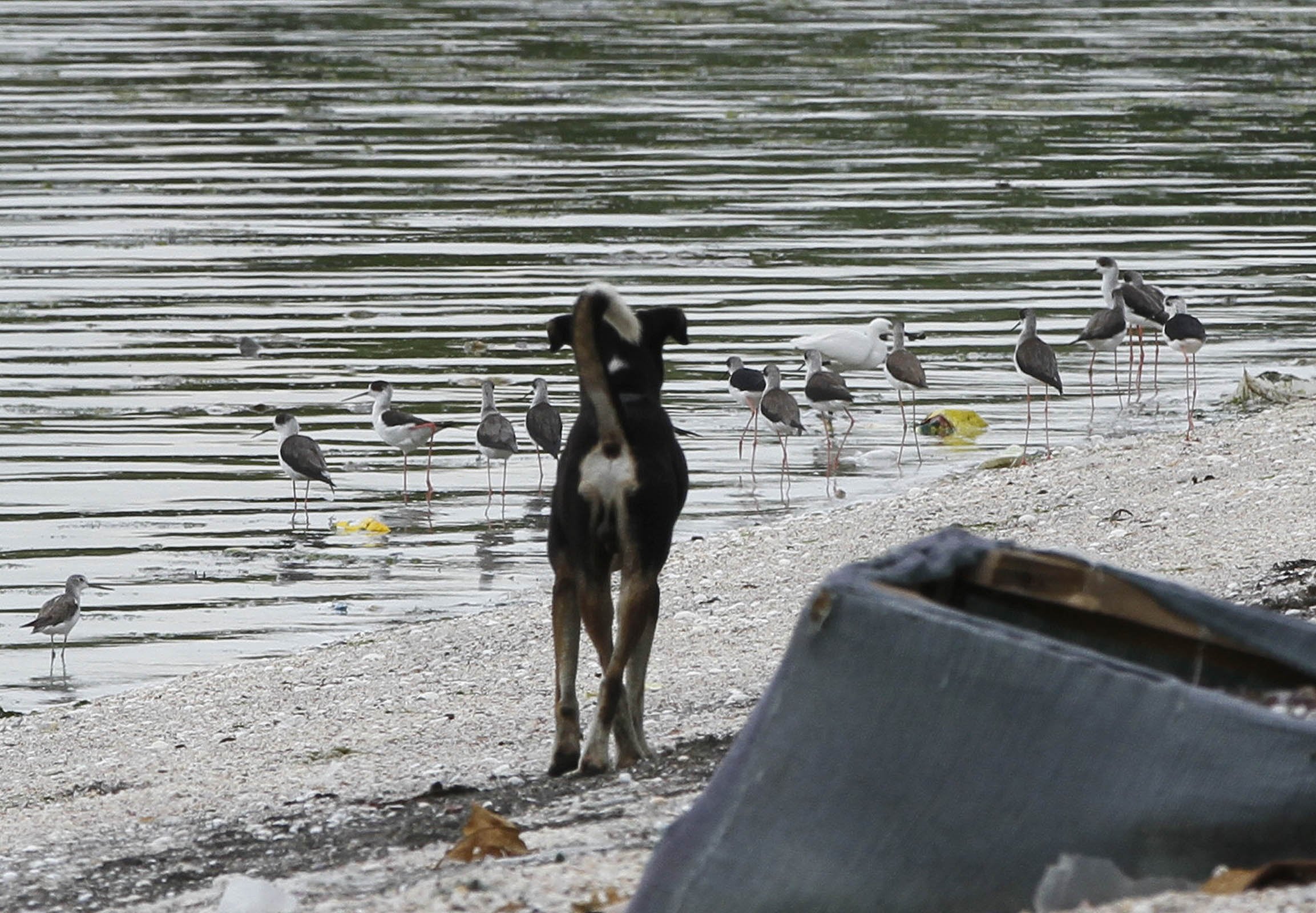 A dog watches a group of "Black-winged Stilt"