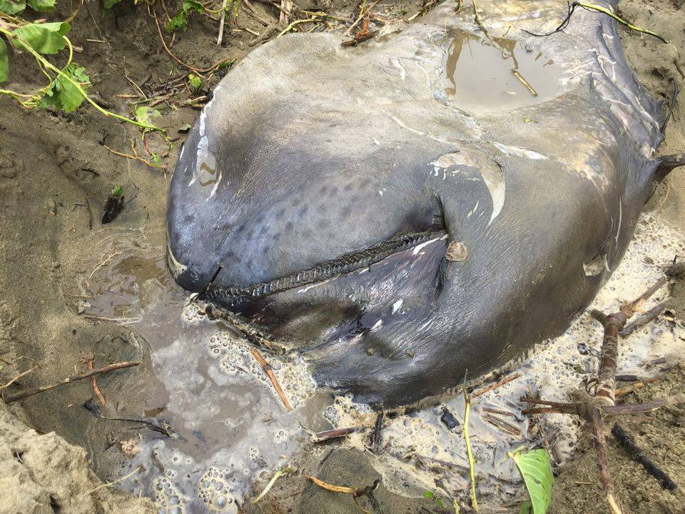 Megamouth shark - Megachasma pelagios — Shark Research Institute