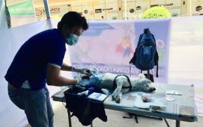 Lambunao town is ‘most high risk’ for dog rabies in Iloilo 