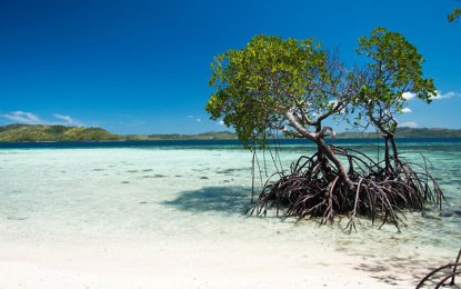 <p style="text-align: left;">This photo of a mangrove tree extending to the sand's surface was taken by Francisco Fernandez Jr., president of the Calamianes Association of Tourism Establishments, Inc. (CATE) and General Manager of Darayonan Lodge & My Blue Backpack Tours. He took the photo to show how clean Coron waters are despite the high levels of coliform in the bay. <em>(Photo courtesy of Francisco Fernandez Jr.)</em></p>