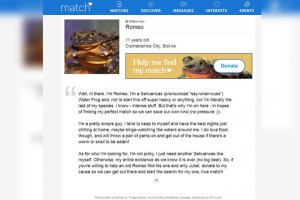 Bolivian frog 'Romeo' looking for love