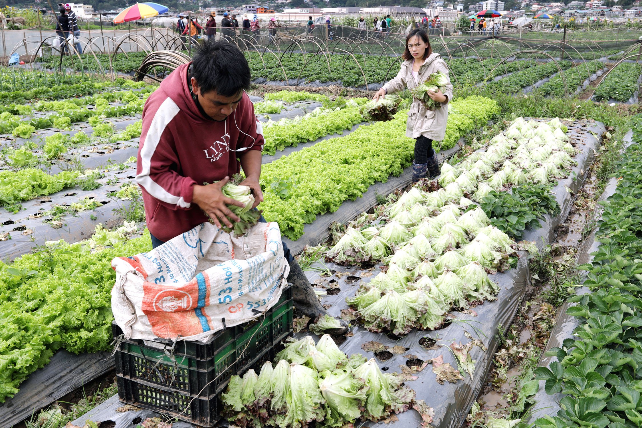 research study about lettuce in the philippines